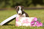 Miniature Bull Terrier Puppy Portrait