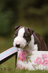 Miniature Bull Terrier Puppy Portrait