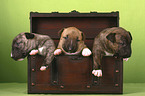 Miniature Bull Terrier Puppies