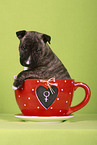 Miniature Bull Terrier Puppy