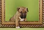 sitting Miniature Bull Terrier Puppy