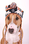 Miniature Bull Terrier Portrait