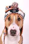 Miniature Bull Terrier Portrait