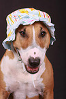 Miniature Bull Terrier Portrait