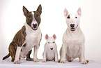 3 Miniature Bullterriers