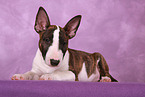 lying Miniature Bull Terrier Puppy