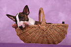 Miniature Bull Terrier Puppy