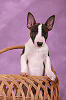 Miniature Bull Terrier Puppy