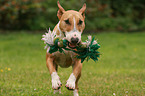 playing Miniature Bull Terrier