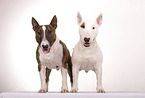 2 Miniature Bullterrier