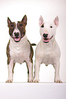 2 Miniature Bullterrier