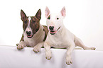 2 Miniature Bullterrier