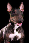 Miniature Bull Terrier Portrait