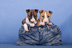 Miniature Bull Terrier Puppies