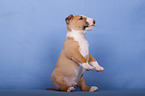 begging Miniature Bull Terrier Puppy
