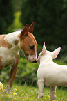 Miniature Bull Terrier