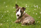 lying Miniature Bull Terrier Puppy