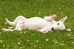 lying Miniature Bull Terrier Puppy