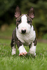 running Miniature Bull Terrier Puppy