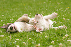 Miniature Bull Terrier Puppies