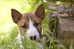 Miniature Bull Terrier Puppy Portrait