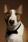 Miniature Bull Terrier Portrait