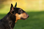 Miniature Bull Terrier Portrait