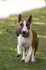 playing Miniature Bull Terrier