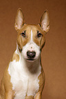 Miniature Bull Terrier Portrait