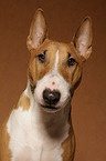 Miniature Bull Terrier Portrait