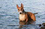 bathing Miniature Bull Terrier