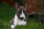 lying Miniature Bull Terrier Puppy