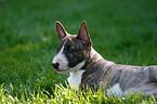lying Miniature Bull Terrier Puppy