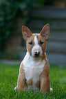 sitting Miniature Bull Terrier Puppy