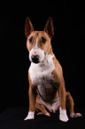 sitting Miniature Bull Terrier