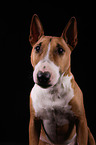 Miniature Bull Terrier Portrait