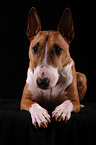 lying Miniature Bull Terrier