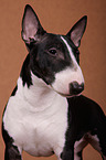 Miniature Bull Terrier Portrait