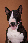 Miniature Bull Terrier Portrait