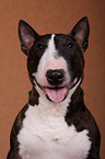 Miniature Bull Terrier Portrait