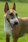 Miniature Bull Terrier Portrait
