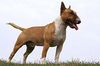 Miniature Bull Terrier