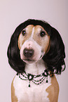 Miniature Bull Terrier Portrait