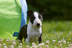 Miniature Bull Terrier Puppy