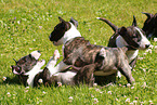 Miniature Bull Terrier Puppies