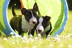 Miniature Bull Terrier Puppies