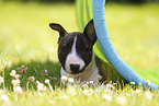 lying Miniature Bull Terrier