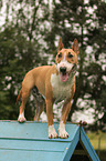 Miniature Bull Terrier
