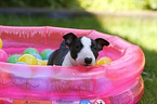 Miniature Bull Terrier Puppy Portrait