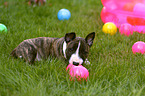 lying Miniature Bull Terrier Puppy